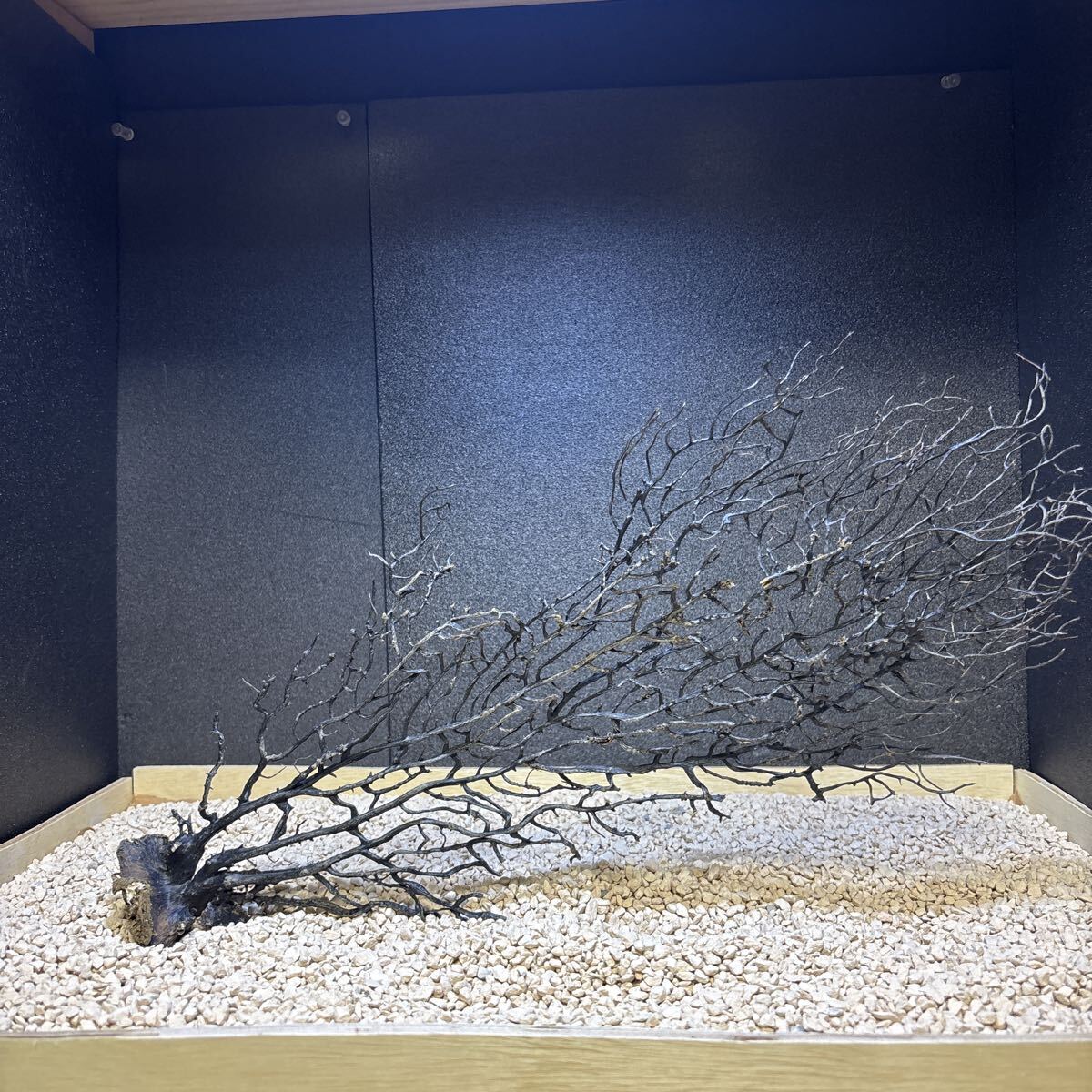 新品】【希少】黒珊瑚 珊瑚礁 18g 装飾品 加工品材 原木 宝石 水槽
