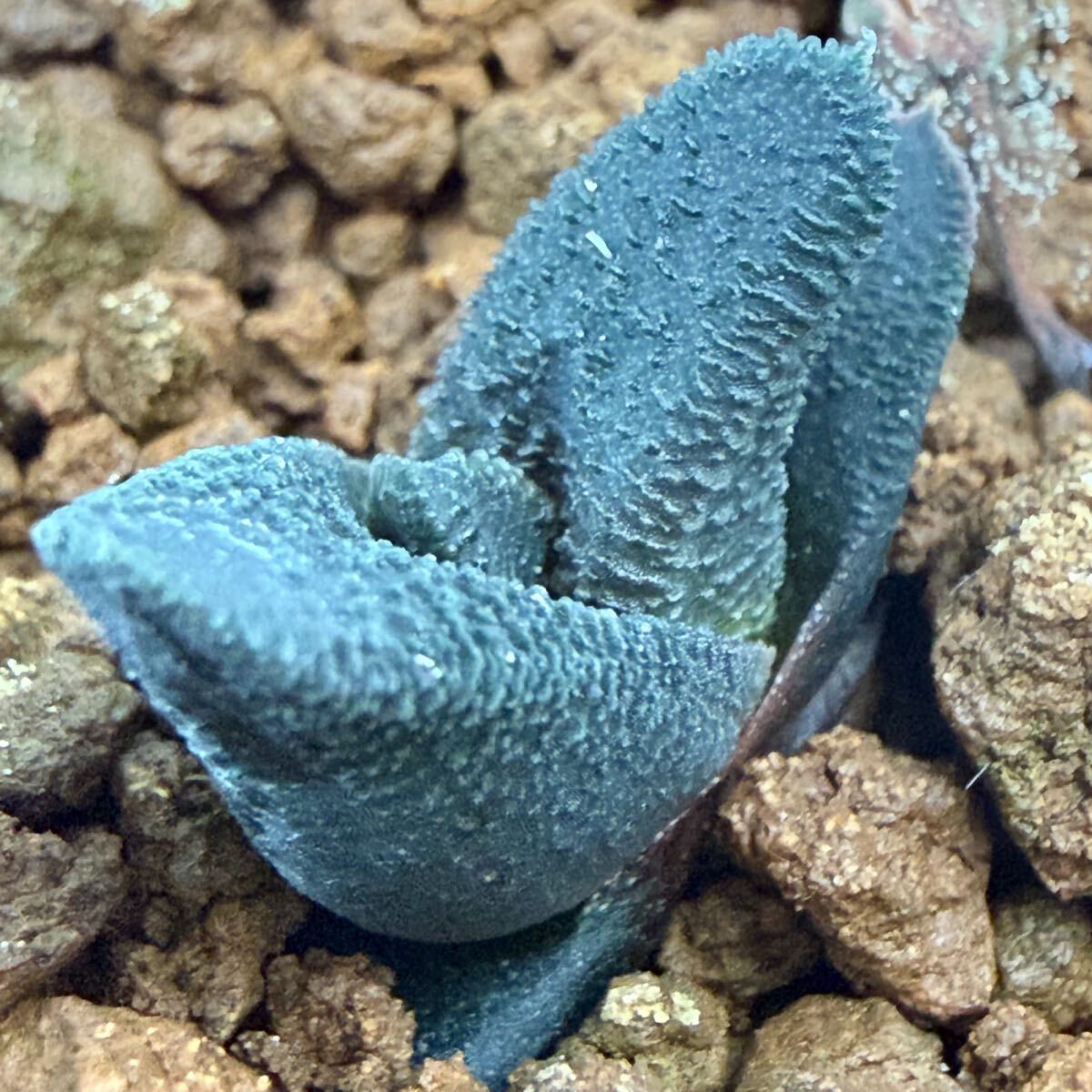☆31-実生(未繁殖)(原種データ付)ハオルチア ソルディダ Haworthia