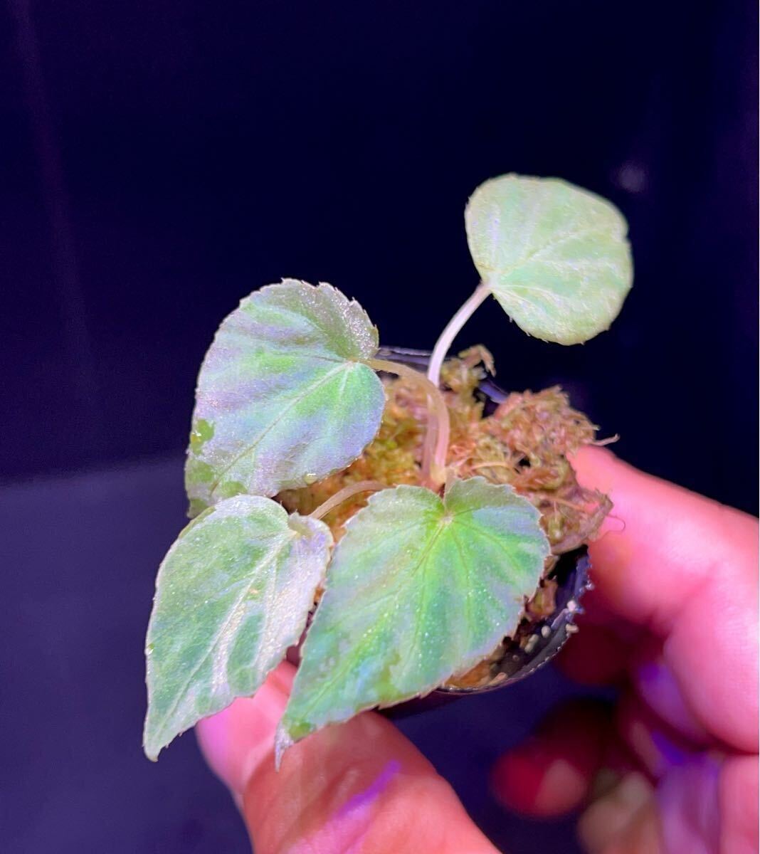 未使用】Begonia sp. Bac Kan 【YH1117】ベゴニアsp バッカン 熱帯植物
