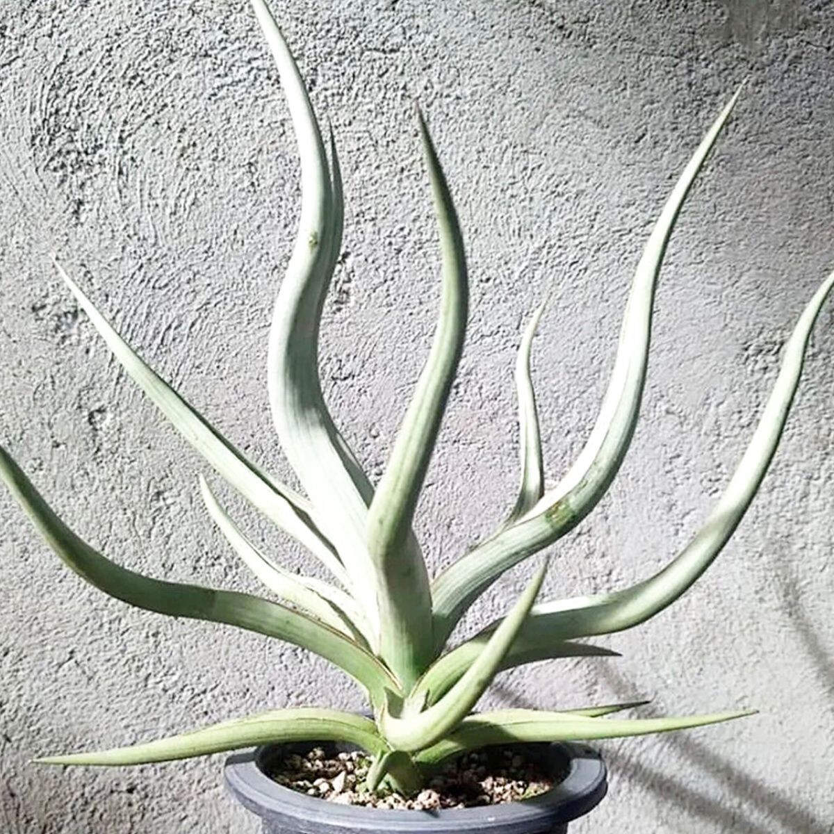 新品】【現品】サンスベリア・グランディス 7号（4）Sansevieria