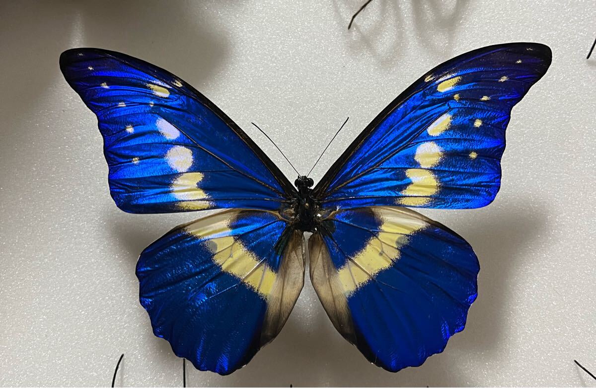 昆虫標本 ペルー産 ヘレナモルフォ 雌の落札情報詳細 - Yahoo