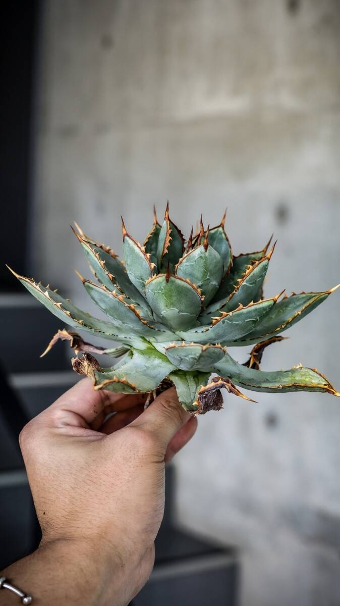 agave isthmensis princess crown アガベ イススメンシス プリンセス