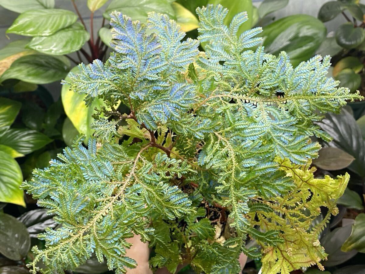 新品】【極美水色～パープル】selaginella siamensis ◇セラギネラ