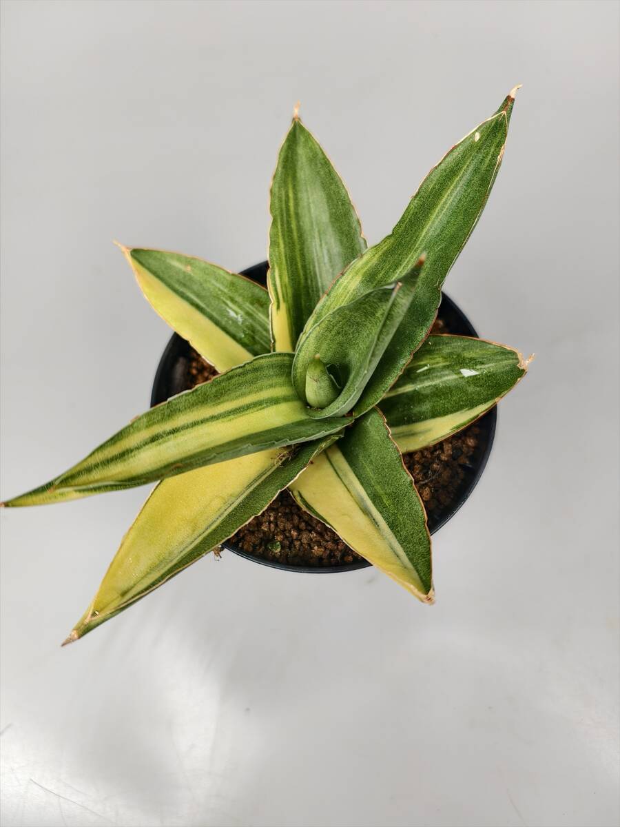 サンスベリア スーパーピンク ＊斑入り/Sansevieria sp. R2470 Super