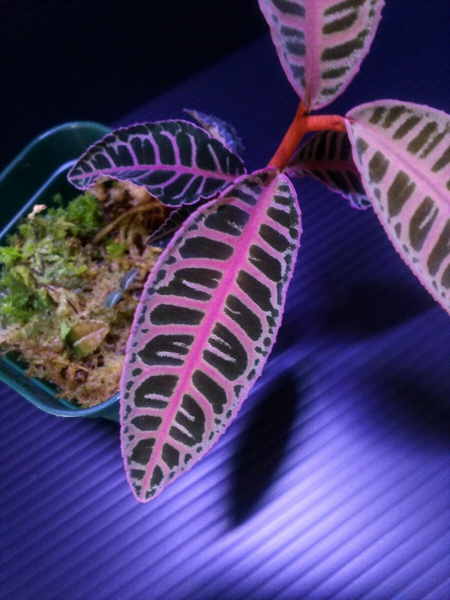 葉挿し株】アルディシアsp.ライトセーバー“プティシバウ産” Ardisia sp