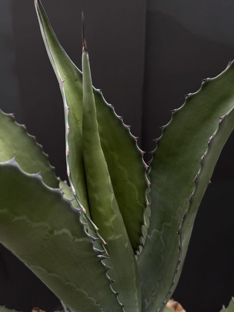 中古】アガベ サルミアナ フェロックス 大株 Agave salmiana v.feroxの