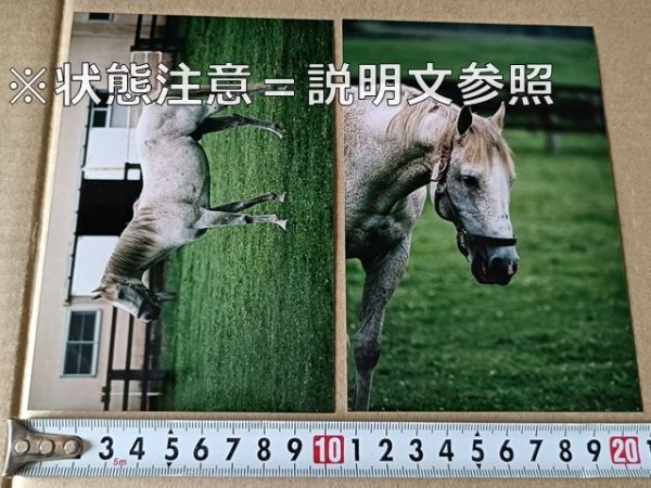メジロライアン アイドルホース 競馬 ぬいぐるみ 競馬 アイドルホース