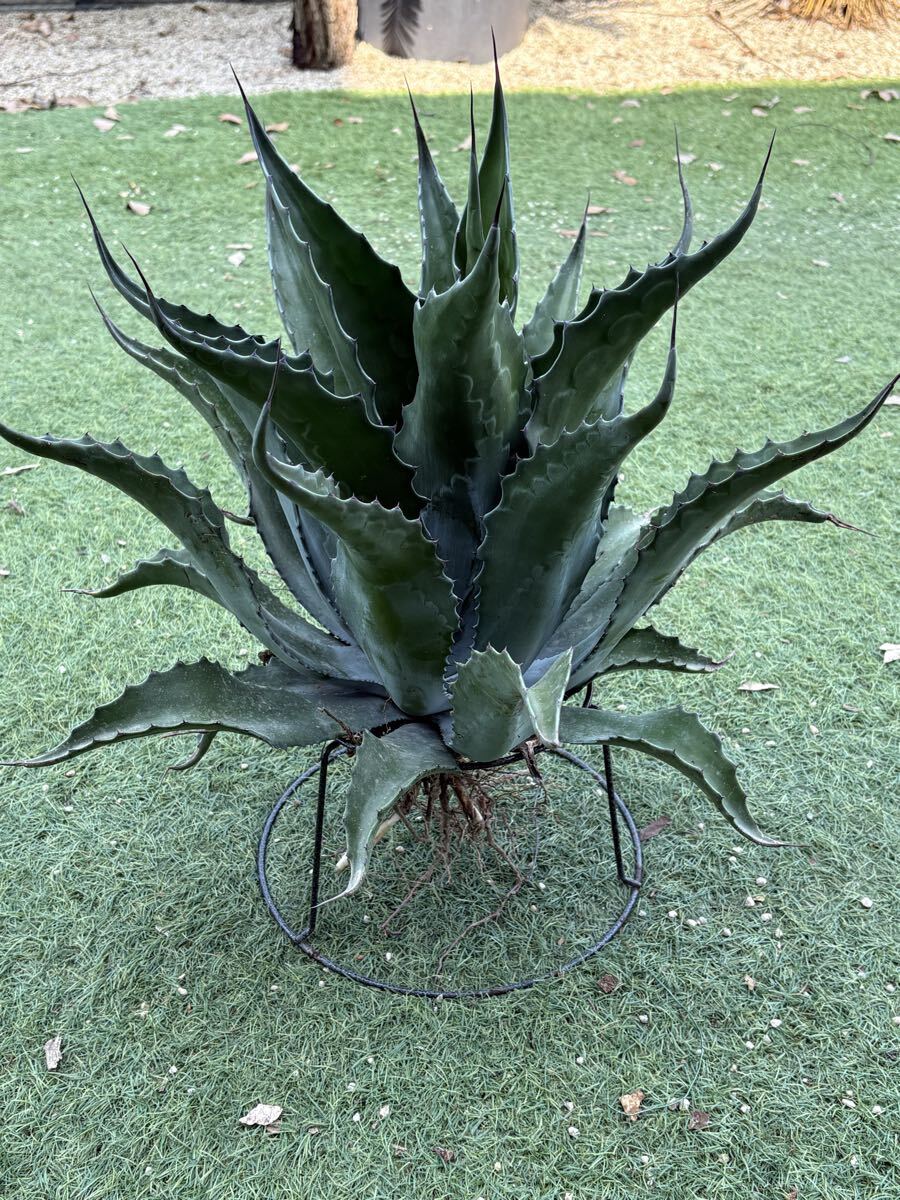 中古】アガベ サルミアナ フェロックス 大株 Agave salmiana v.feroxの