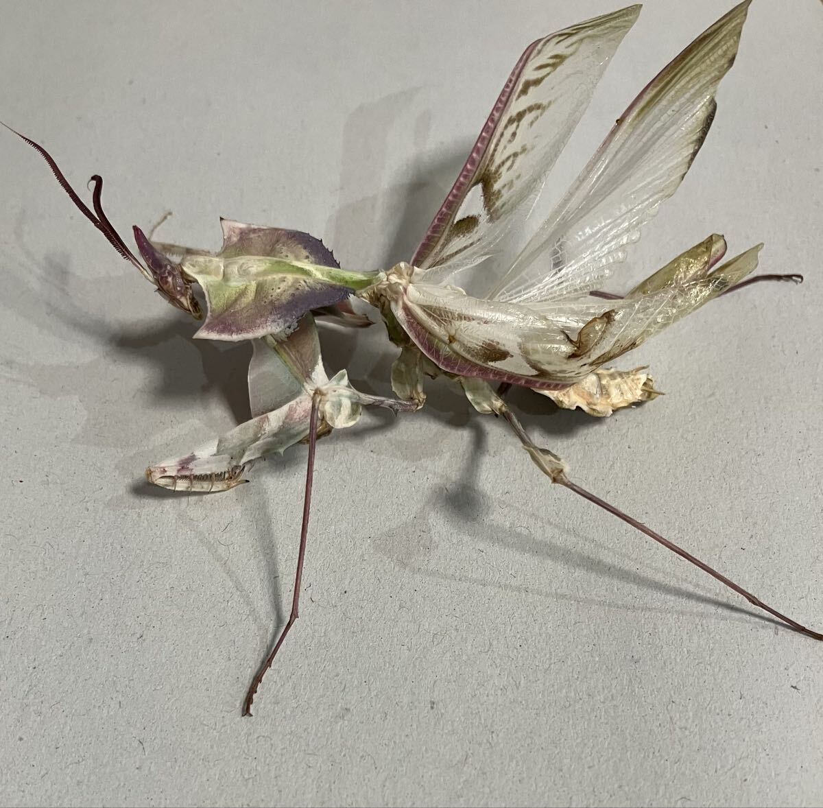 傷や汚れあり】ニセハナマオウカマキリ ♀ 立体標本 Idolomantis