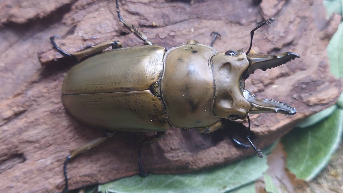 新品】昆虫標本 キーホルダー クワガタ インドネシアジャワ島 等身大