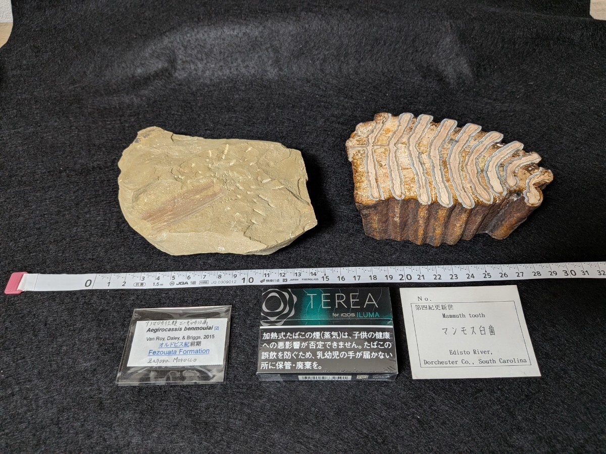 アノマロカリスの半身◇澄江のフルディア？ 15103 見慣れない標本の