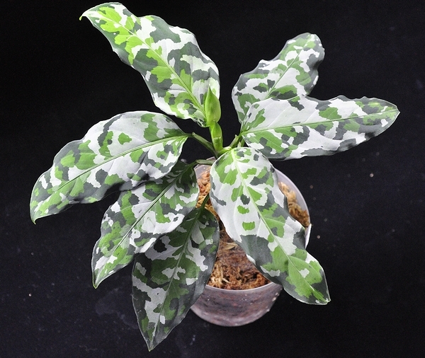 アグラオネマ ピクタム LA-白蛇系 LA便白蛇系】Aglaonema pictum 白蛇系 【LA】 アグラオネマの落札