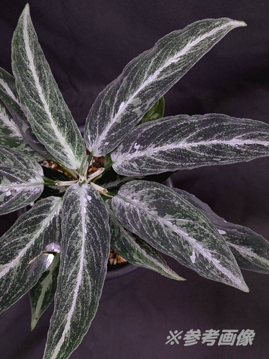 新品】アグラオネマ Aglaonema pictum 花天狂骨” LAネームド株の落札