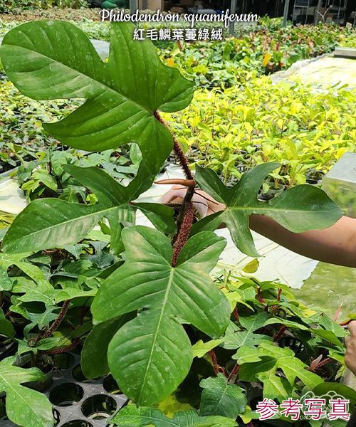 新品】KN フィロデンドロン カローサム（PHILODENDRON CALOSSUM