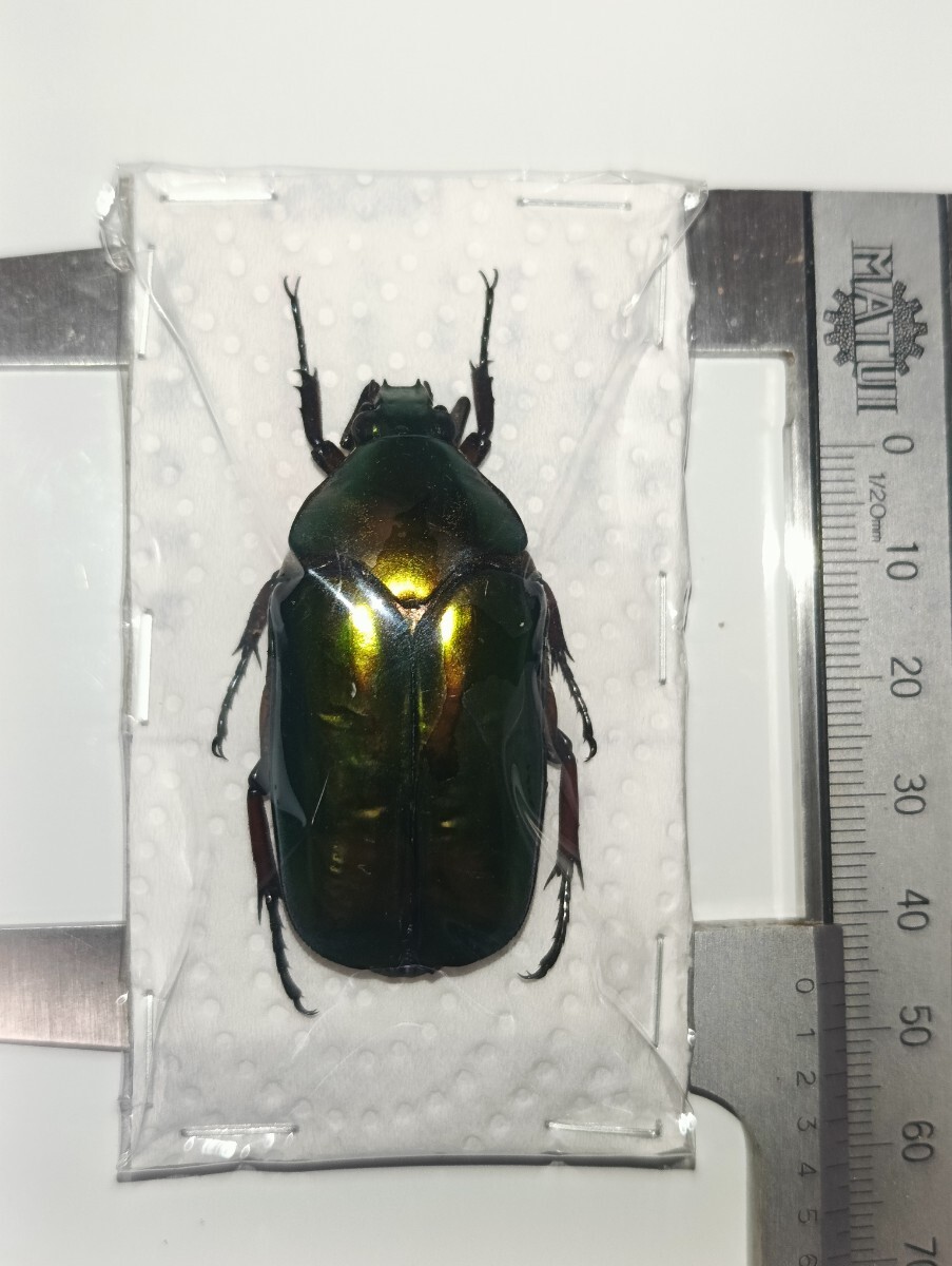 送料210] ＜ゴールド光沢＞ オオヒラタカナブン 昆虫 標本 カナブン