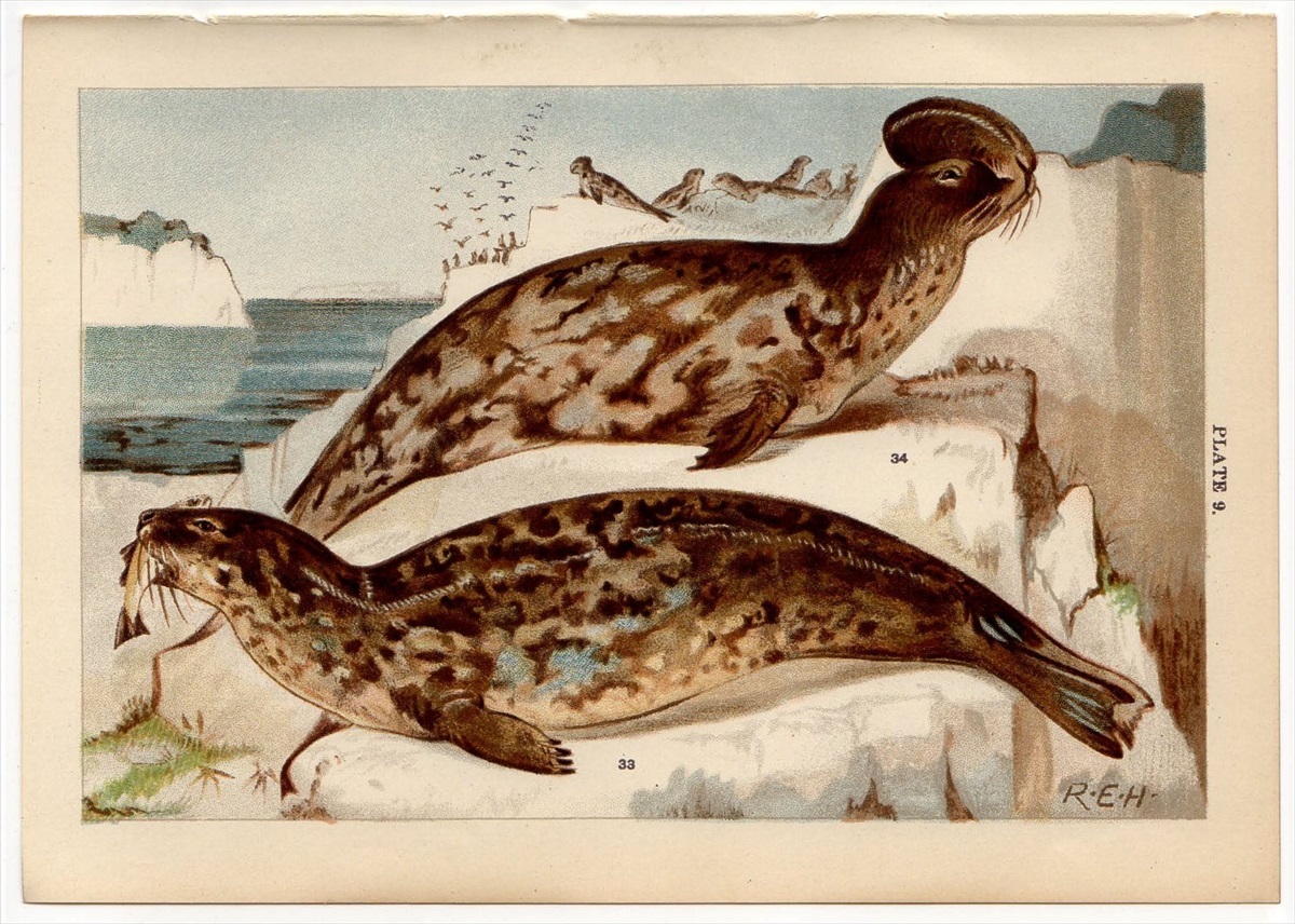 1904年 イギリス 動物図鑑 ハイイロアザラシ ズキンアザラシ 博物画 の落札情報詳細 ヤフオク落札価格情報 オークフリー スマートフォン版
