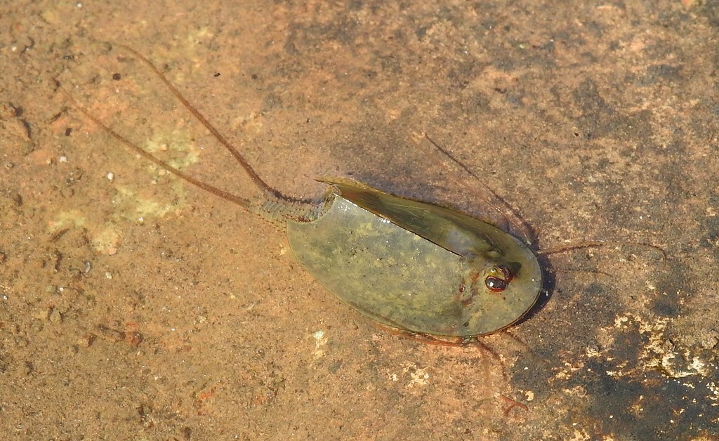 新品 世界最大のカブトエビ 乾燥卵 専用飼料 解説書付き の落札情報詳細 ヤフオク落札価格情報 オークフリー スマートフォン版