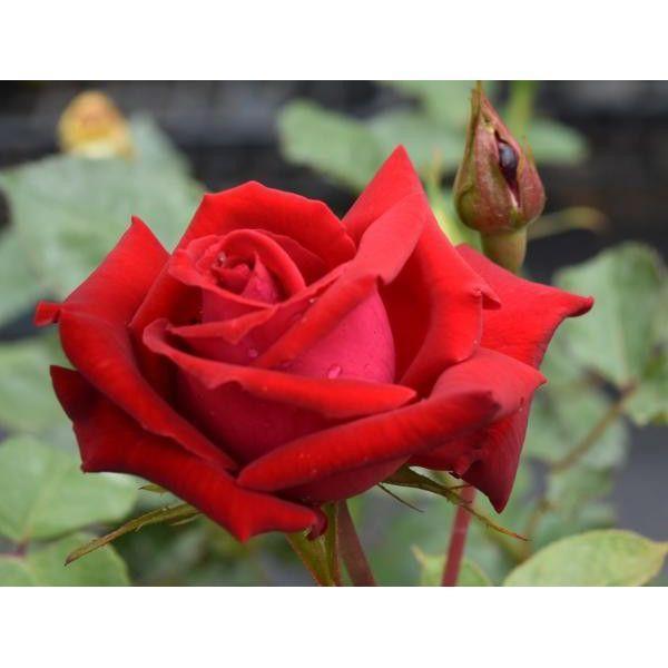 バラ苗 つる 四季 アンクル ウォルター 昔から愛されている赤のつるバラの銘花 大株sk6 02 の落札情報詳細 ヤフオク落札価格情報 オークフリー スマートフォン版