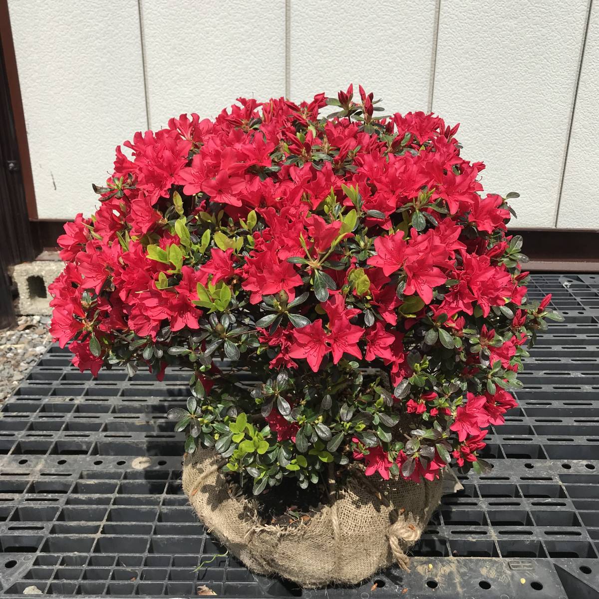 ■■鮮烈な紅花！　クルメツツジ　チクシベニ　 玉仕立 □□鮮烈な紅花！ クルメツツジ チクシベニ 玉仕立て 50ｃｍ