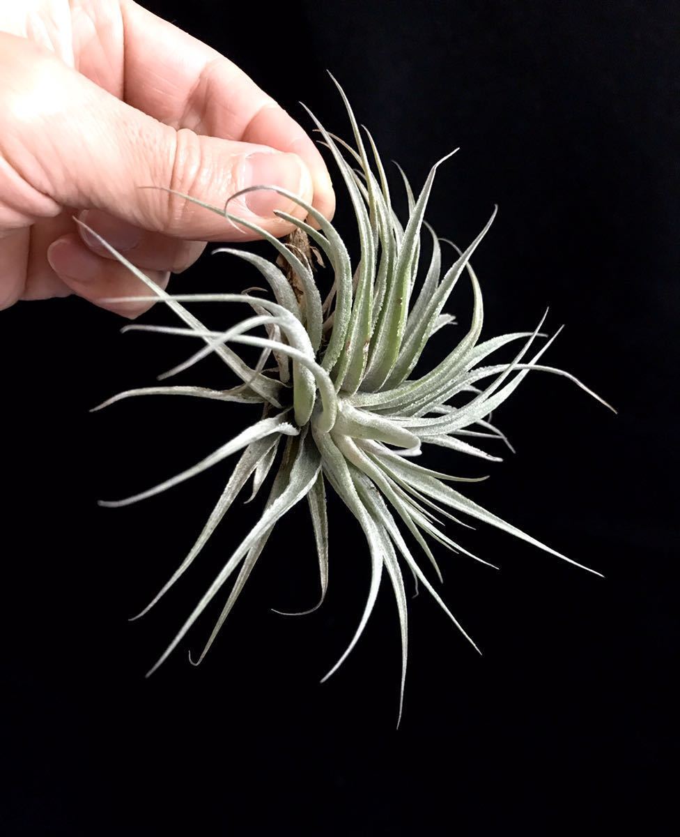 Tillandsia Sp Timbui 不明種 ティランジア 現地採取 ブラジル エアープランツ チランジア ブロメリア の落札情報詳細 ヤフオク落札価格情報 オークフリー スマートフォン版