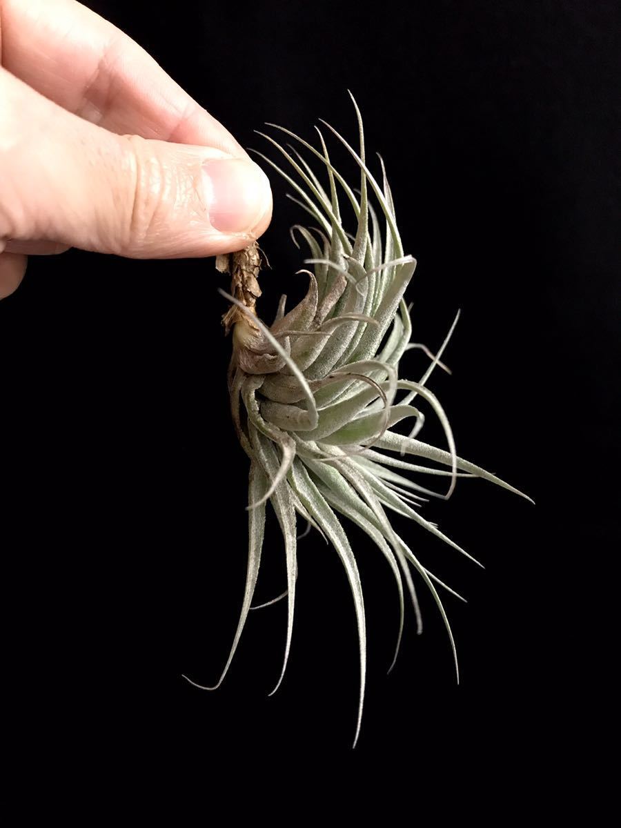 Tillandsia Sp Timbui 不明種 ティランジア 現地採取 ブラジル エアープランツ チランジア ブロメリア の落札情報詳細 ヤフオク落札価格情報 オークフリー スマートフォン版