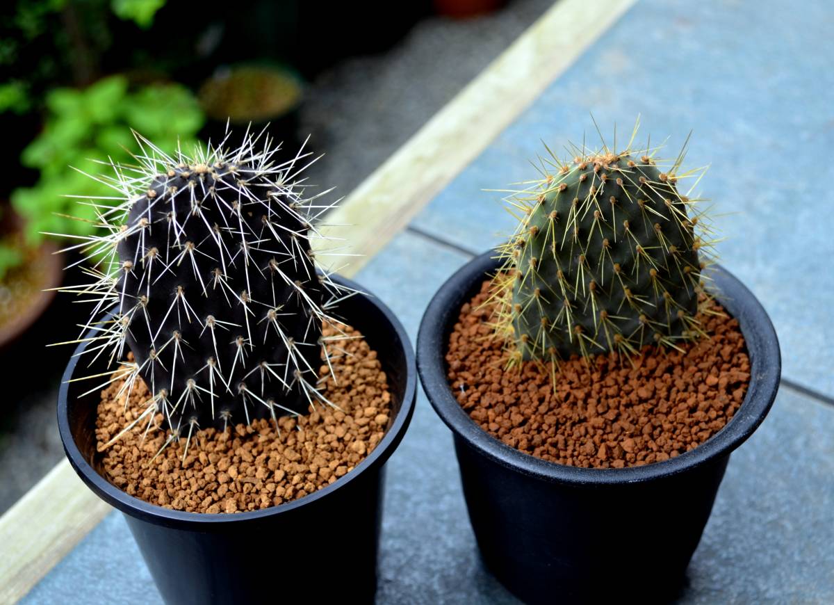 ガラパゴス団扇 金棘 Opuntia echios var. gigantea サボテン 多肉植物