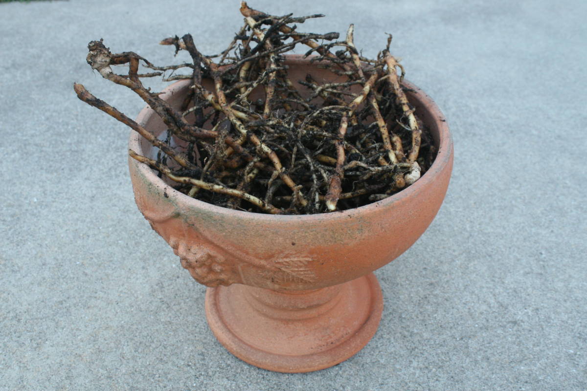 新品 送料無料 即決 ミョウガ みょうが 地下茎苗 秋みょうが 100g相当 今が植え時 茗荷 無添加 無農薬 腐葉土のみで育てました の落札情報詳細 ヤフオク落札価格情報 オークフリー スマートフォン版