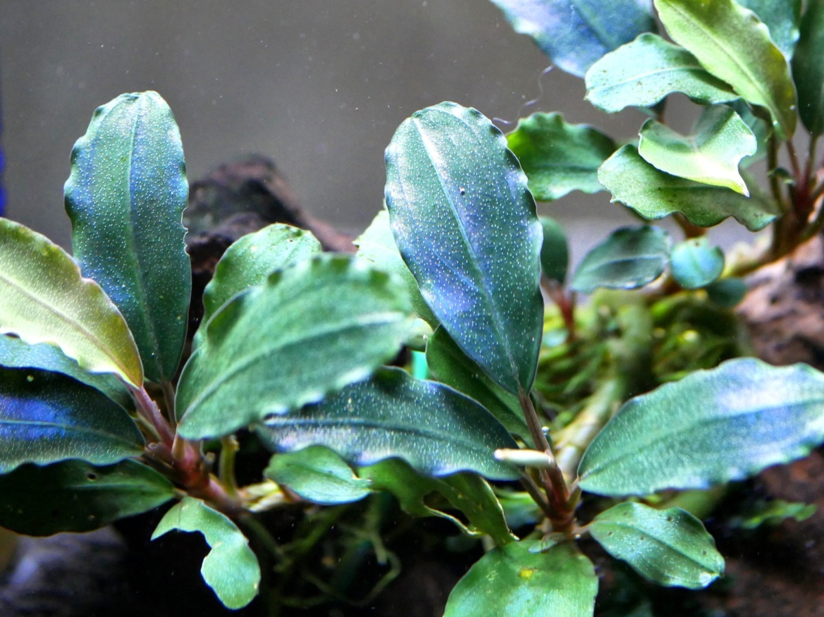 ブセファランドラ ティアブルー 水中葉 ⑥ 水草）ブセファランドラsp