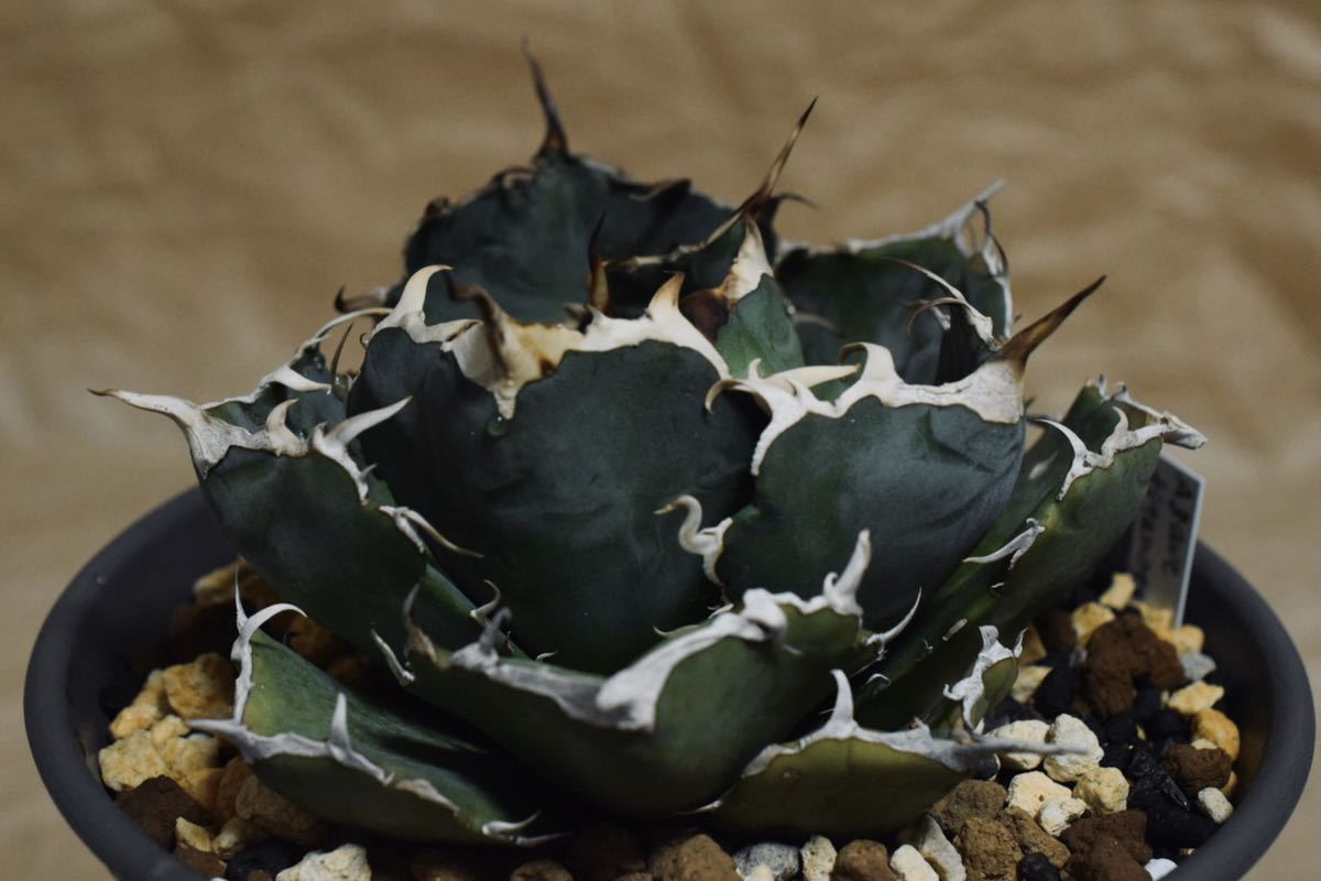 新品 Agave Titanota Hakugei アガベ チタノタ 白鯨 の落札情報詳細 ヤフオク落札価格情報 オークフリー スマートフォン版