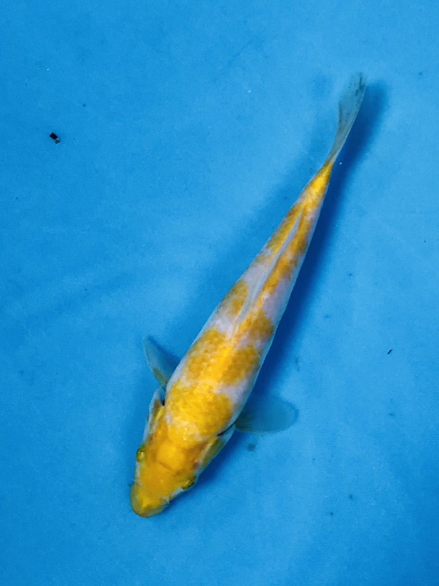 『我ら～勝負鯉♪』 浩祐 極上の金松葉 当歳 22cm ピカピカの 品評会用 我ら～勝負鯉♪』 浩祐 極上の落ち葉 3歳 雌 55cm 品評会でも