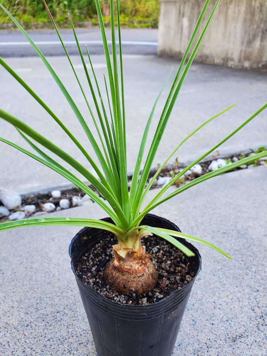 新品】レア美種 ノリナ エクセルサ〝 Nolina excelsa〝の落札情報詳細