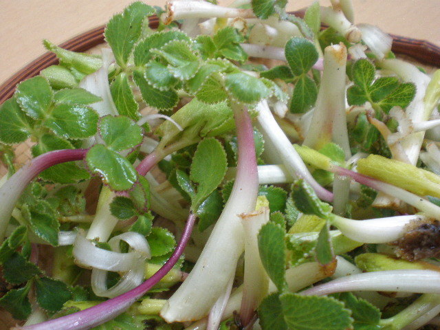 新品 北海道 道東 釧路の砂浜 天然 山菜ハマボウフウ ５００g の落札情報詳細 ヤフオク落札価格情報 オークフリー スマートフォン版