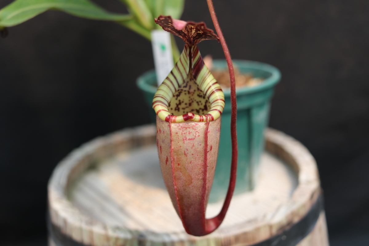 Nepenthes veitchii H/L x burbidgeae EPH-1-34-2 オス4号 【食虫植物