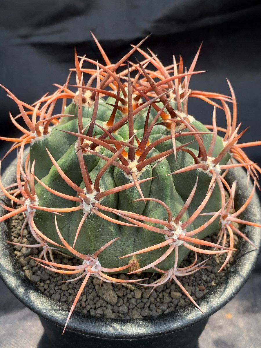 デンモザ 茜丸 強棘選抜 実生 紅蓮竜 短期出品 アカネマル（茜丸