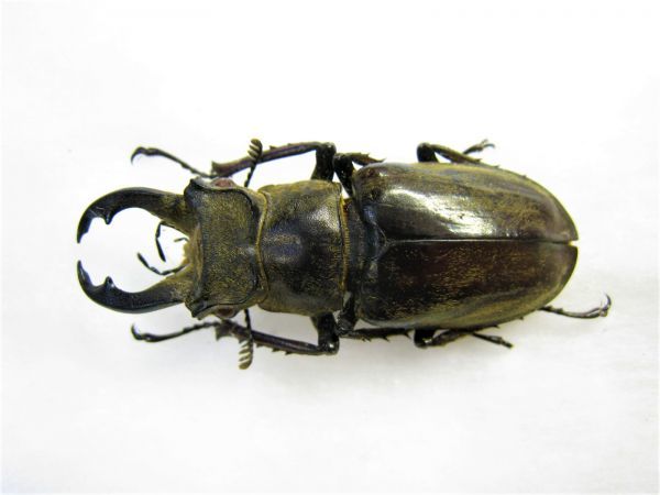 【標本】チェンミヤマクワガタ　チベット産　野外品　66.2ミリ 標本】チェンミヤマクワガタ チベット産 野外品 66.2ミリ - メルカリ