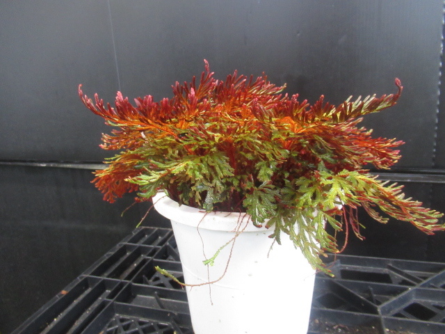 ＫＮ　セラギネラ(イワヒバ属）　ピクタ　　　0.8Ｍ以下 セラギネラ Selaginella