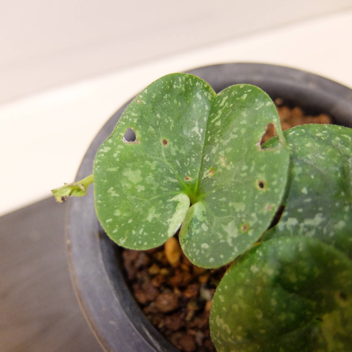 図鑑・細辛寒葵 サイシン カンアオイ 細辛 細辛 寒葵 古典園芸植物 寒