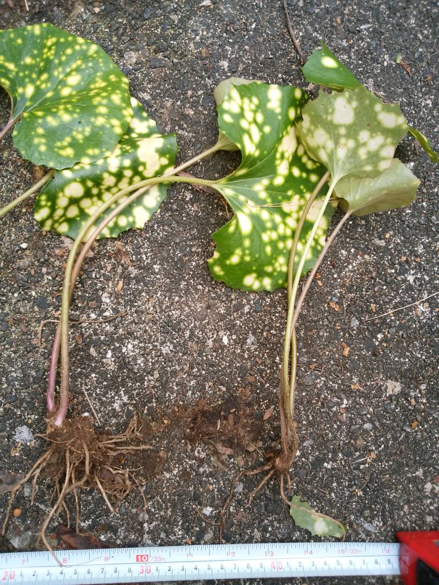 斑入りツワブキ苗１本190円 中 小サイズ 黄色い斑点のある種類です 第四種郵便で発送予定 の落札情報詳細 ヤフオク落札価格情報 オークフリー スマートフォン版