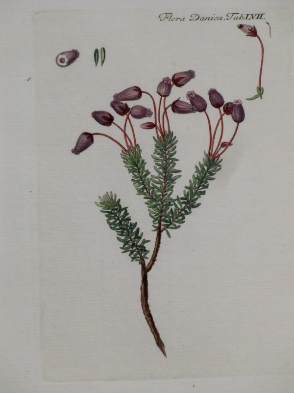 ボタニカルアート 銅版画 ロイヤルコペンハーゲン フローラ ダニカ デンマーク植物図鑑 1761 18 Flora Danica Tab Lv1l の落札情報詳細 ヤフオク落札価格情報 オークフリー スマートフォン版