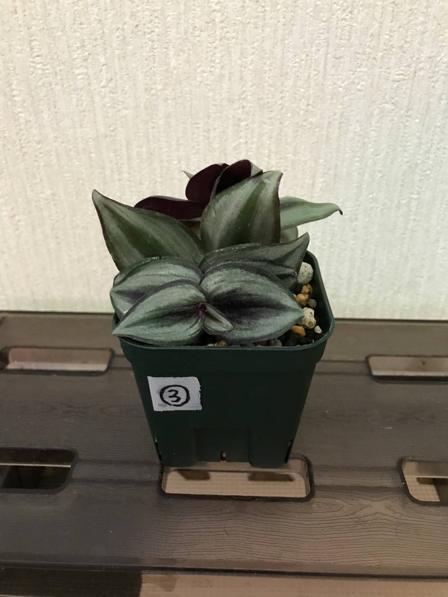 トラディスカンティア トラディスカンチア ゼブリナ ペンデュラ シマムラサキツユクサ 可愛い 育てやすい 癒し 観葉植物 園芸 の落札情報詳細 ヤフオク落札価格情報 オークフリー スマートフォン版