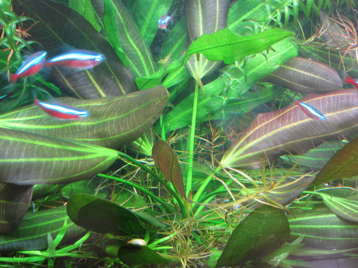 エキノドルスルビンブロードリーフ成熟株 ニードルリーフルドウィジアおまけ の落札情報詳細 ヤフオク落札価格情報 オークフリー スマートフォン版 エキノドルスルビンブロードリーフ成熟株 ニードルリーフルドウィジアおまけ の落札情報詳細 ヤフオク落札価格情報 オークフリー スマートフォン版