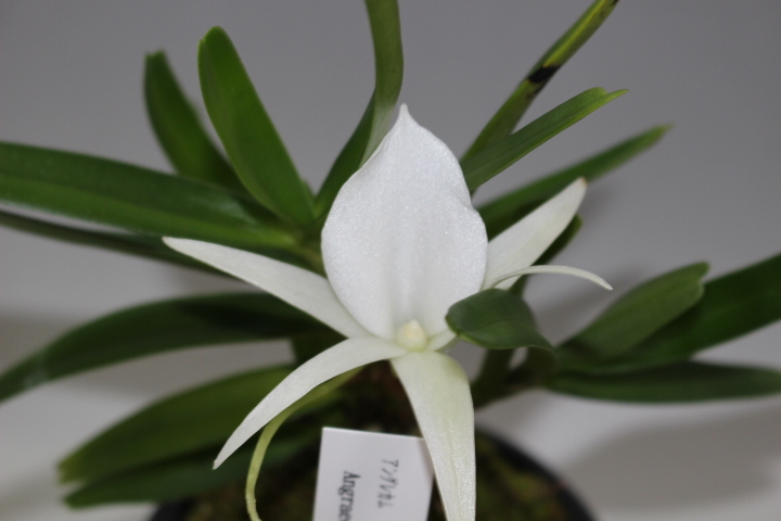 新品 アングレカム ディディエリー 花付 ２ 洋ラン フウラン 長生蘭 山野草 の落札情報詳細 ヤフオク落札価格情報 オークフリー スマートフォン版