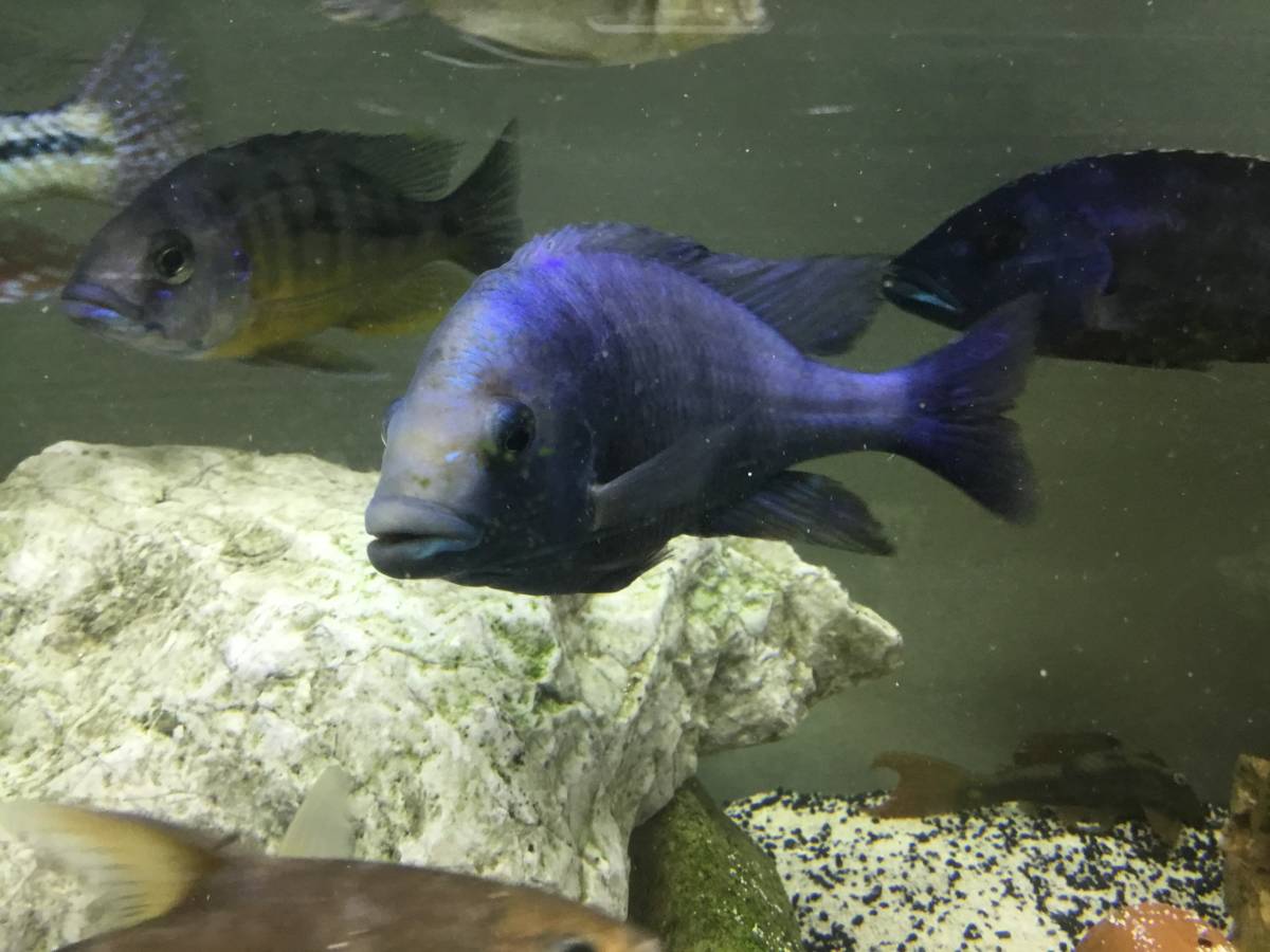 アフリカンシクリッド プラキドクロミス フェノキルス ギッセル 稚魚 匹セット の落札情報詳細 ヤフオク落札価格情報 オークフリー スマートフォン版
