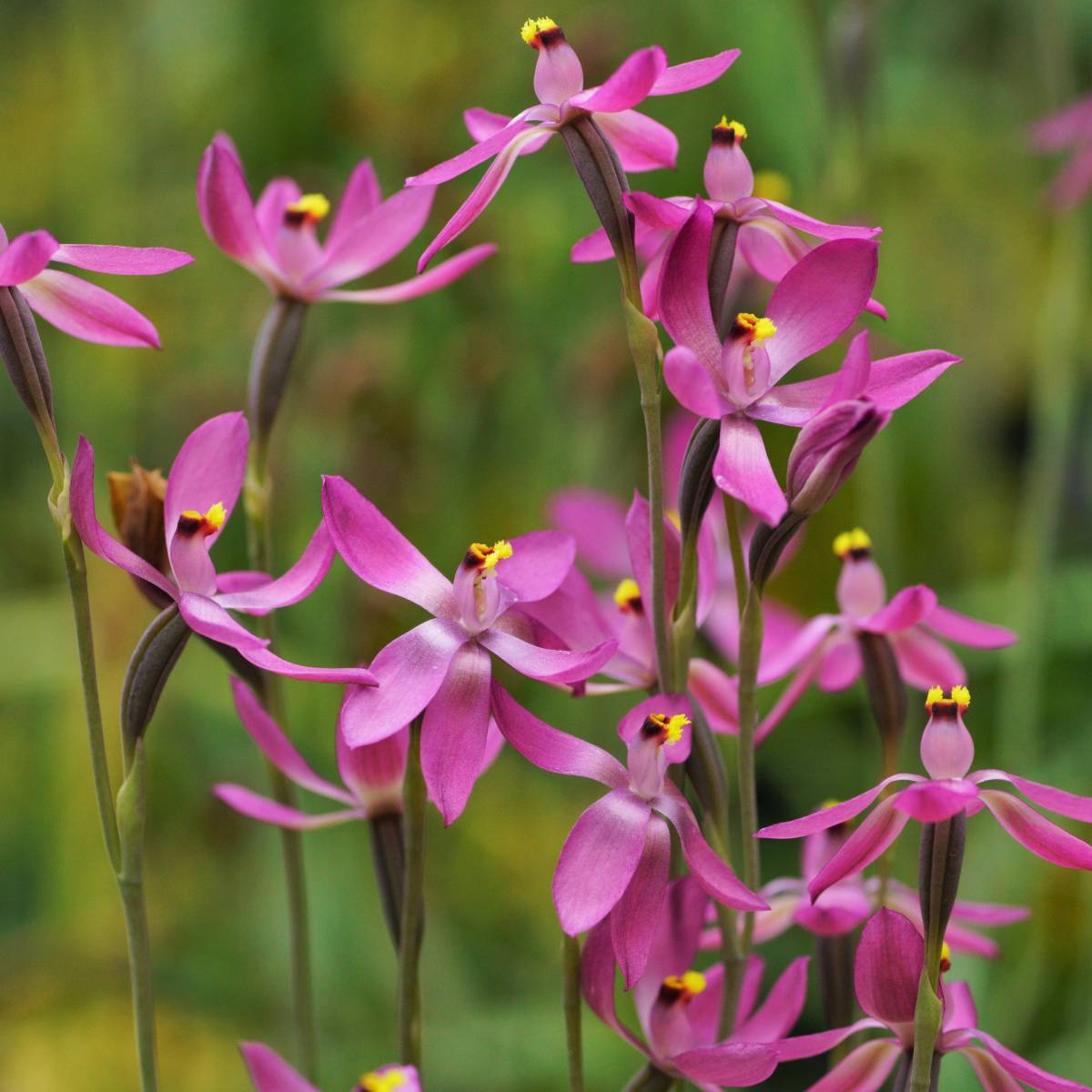 洋蘭 交配種 テリミトラ Thelymitra Spring Delight 球根3球 豪州地生蘭 野生ラン 山野草 デュピタクサ トリケトラ クリスタルリリー芽出し 球根3個 洋蘭・交配