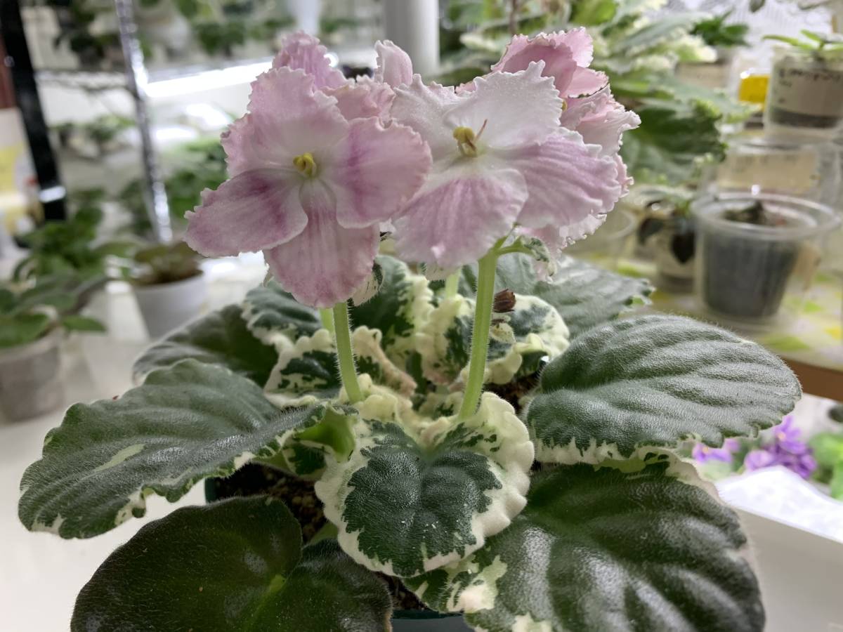 自家製ペパーミントマシュマロのレシピ