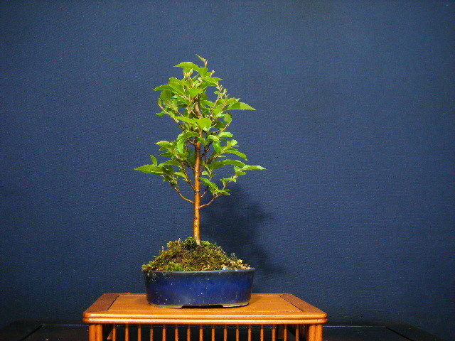 ヒメシャラ直幹 小品盆栽用素材 小葉性直幹仕立て 古木 盆栽素材雑木盆栽 姫しゃら 寄せ植え 小品盆栽 の落札情報詳細 ヤフオク落札価格情報 オークフリー スマートフォン版