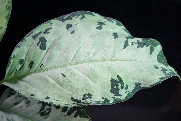 新品】アグラオネマ ホワイトデビル 白い悪魔 AZ便 Aglaonema pictum