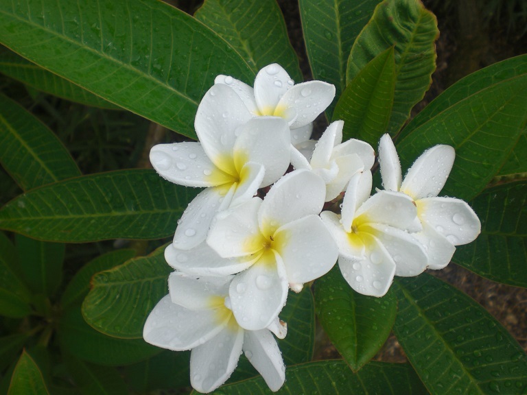 新品 プルメリア ホワイト 挿し木発根済み 格安送料無料w2 の落札情報詳細 ヤフオク落札価格情報 オークフリー スマートフォン版