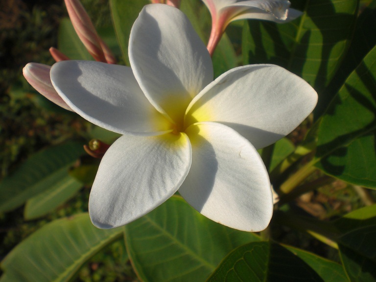 新品 プルメリア ホワイト 挿し木発根済み 格安送料無料w2 の落札情報詳細 ヤフオク落札価格情報 オークフリー スマートフォン版