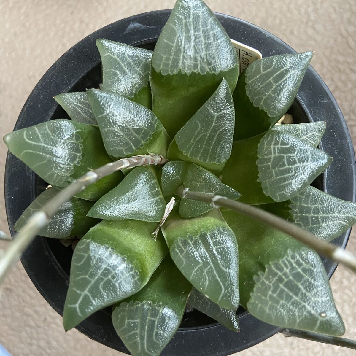 令和５年自宅産ハオルチア種子^ ^ Amazon.co.jp: 令和5年採る ハオルチア 自宅実生コレクタx玉鈴瓏